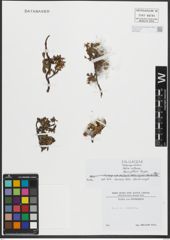 Foto von Salix retusa L.